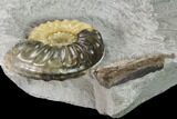 Ammonite (Asteroceras) With Petrified Wood - Dorset, England #171274-3